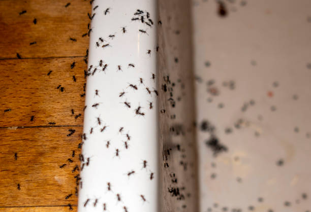 Best Bed Bug Extermination  in Marshall, MO