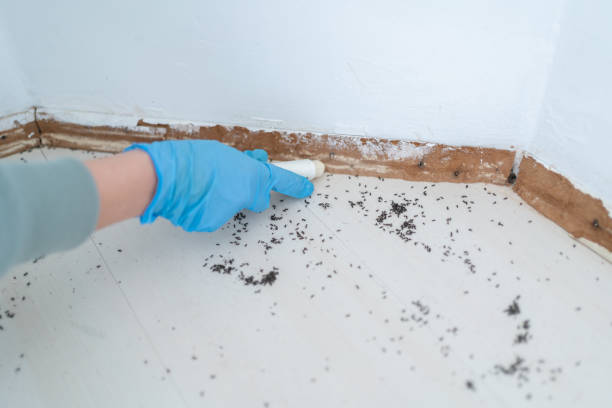 Best Ant Control Services  in Marshall, MO